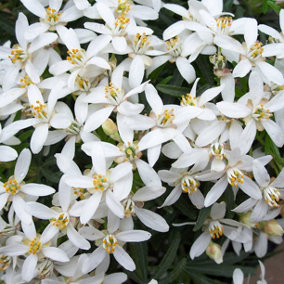 YouGarden Choisya dewitteana 'White Dazzler' 15cm pot