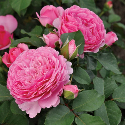 YouGarden Chris' Rose, Established Plant in 3-4 Litre Pot, Ready to ...