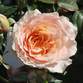 YouGarden Chris' Rose, Established Plant in 3-4L Pot, Ready to Plant Bush Rose for Creamy Pink Summer to Autumn Roses, Plant in Po