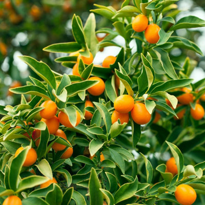 YouGarden Citrus 'Chinese Oranges' Tree with Fruits, Ready to Plant ...