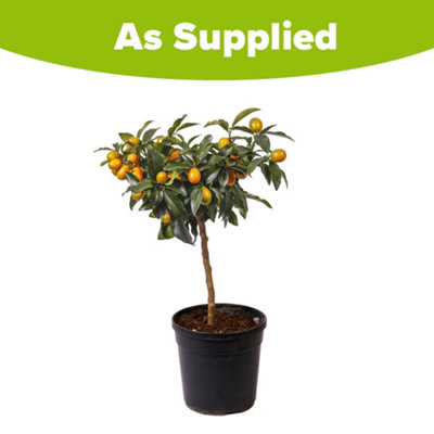 YouGarden Citrus 'Chinese Oranges' Tree with Fruits, Ready to Plant ...
