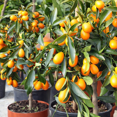 YouGarden Citrus 'Chinese Oranges' Tree with Fruits, Ready to Plant, Mediterranean Citrus Tree in 22cm Pot, Edible Fruits