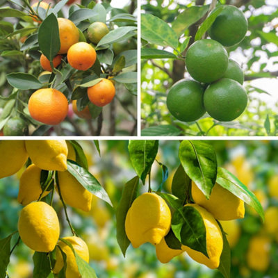 ★TOUT Y EST★ lime orange tree LIME ORANGE TREE yougarden-citrus-fruit-