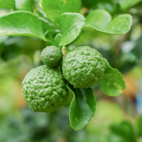 YouGarden Citrus Hystrix Lime Tree, Established Plant in 4L Pot, Approximately 70-90cm Tall Tree, Ready to Plant, Grow in Patio P