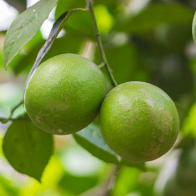 YouGarden Citrus 'Key Lime' Tree, Established Plant in 4L Pot, 70-90cm Potted, Ready to Plant and Display, Patio Citrus Fruit Tree