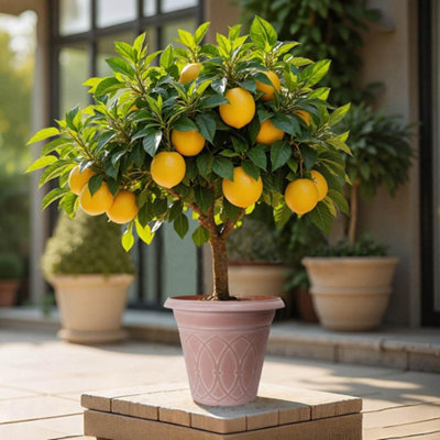YouGarden Citrus Lemon Tree, Approximately 70-90 cm Tall in 4 Litre Pot ...