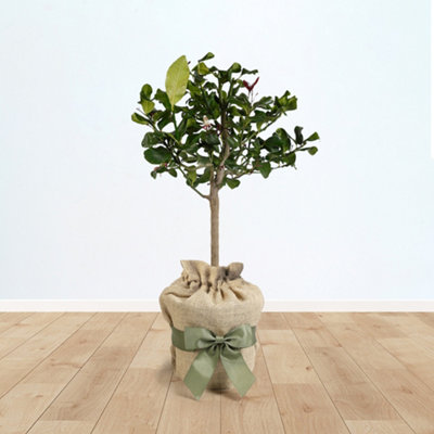 YouGarden Citrus Lemon Tree, Approximately 70-90cm Tall in 4 Litre Pot ...