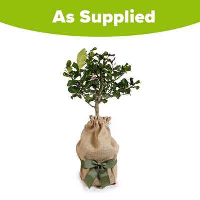 YouGarden Citrus Lemon Tree, Approximately 70-90cm Tall in 4 Litre Pot ...