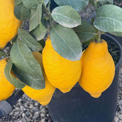 YouGarden Citrus 'Lemon' Tree, Established Plant in 18cm Pot, Ready to Plant, Grow Your Own Lemons, Fragrant Flowers and Sour Frui