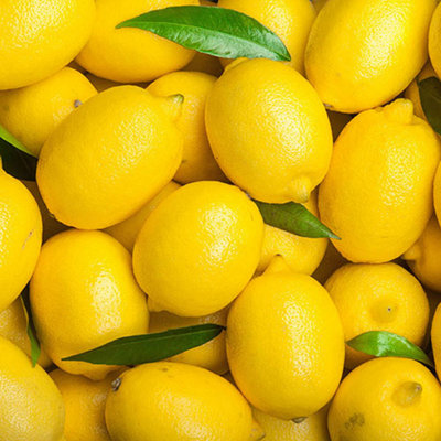 YouGarden Citrus 'Lemon' Tree, Established Plant in 18cm Pot, Ready to Plant, Grow Your Own Lemons, Fragrant Flowers and Sour Frui