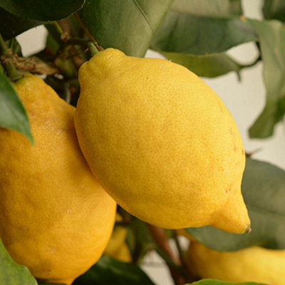 YouGarden Citrus 'Lemon' Tree, Established Plant in 18cm Pot, Ready to Plant, Grow Your Own Lemons, Fragrant Flowers and Sour Frui