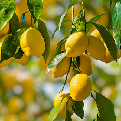 YouGarden Citrus 'Lemon' Tree, Established Plant in 18cm Pot, Ready to Plant, Grow Your Own Lemons, Fragrant Flowers and Sour Frui