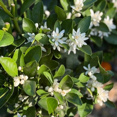YouGarden Citrus 'Lemon' Tree, Established Plant in 18cm Pot, Ready to Plant, Grow Your Own Lemons, Fragrant Flowers and Sour Frui