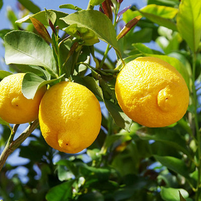 YouGarden Citrus 'Lemon' Tree with Fruit, Established Plant in 22cm Pot, 55-75cm Tall, Ready to Plant, Fragrant Flowers, Grow Your