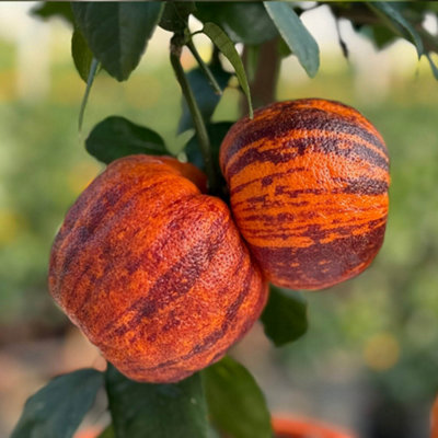 YouGarden Citrus 'Rainbow Orange' Tree, Established Plant in 4 Litre Pot, 70-90cm Tall, Citrus meyer doppio sanguigno, Blood Orang