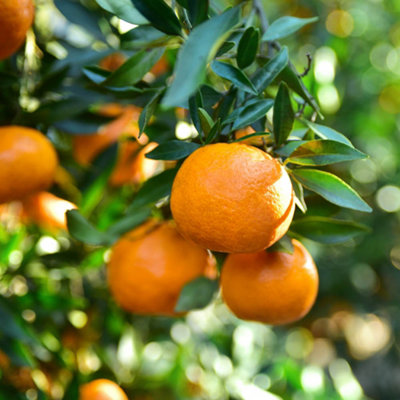 邦楽 citrus / sings in melodydecorder 邦楽 citrus / sings in melodydecorder citrus / sings in