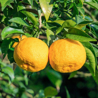   CITRUS GROVE 6枚セット 約27cm grapefruit-tree-outdoor-fruit-