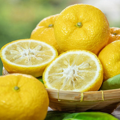   CITRUS GROVE 6枚セット 約27cm YouGarden Citrus 'Yuzu' Tree - 70-90cm Tall, Fragrant