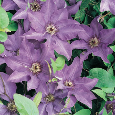 YouGarden Clematis 'Warszawska Nike', 1 x 9cm Pot, Hardy Climbing