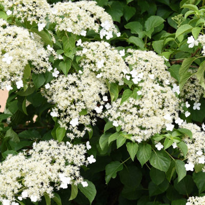 YouGarden Climbing Hydrangea, Set of Three Established Plants in 9cm Pots, Hydrangea anomala Petiolaris, Ready to Plant, Grow Agai