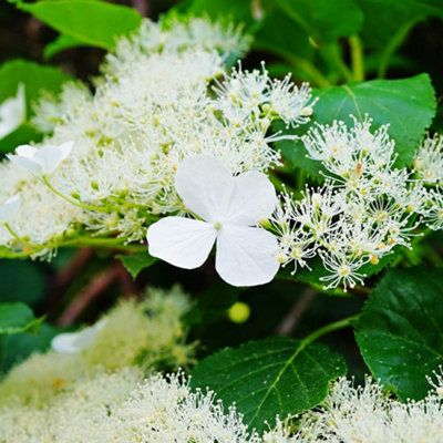 YouGarden Climbing Hydrangea, Set of Three Established Plants in 9cm Pots, Hydrangea anomala Petiolaris, Ready to Plant