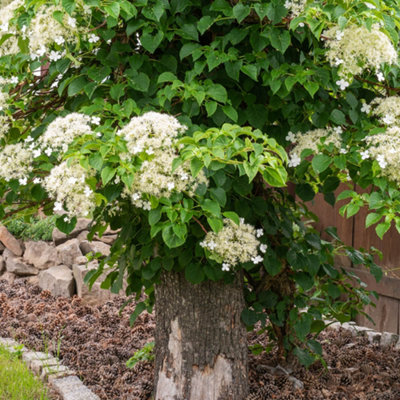 YouGarden Climbing Hydrangea, Set of Three Established Plants in 9cm Pots, Hydrangea anomala Petiolaris, Ready to Plant