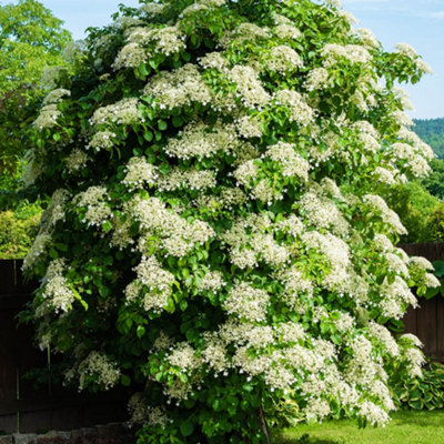 YouGarden Climbing Hydrangea, Set of Three Established Plants in 9cm Pots, Hydrangea anomala Petiolaris, Ready to Plant