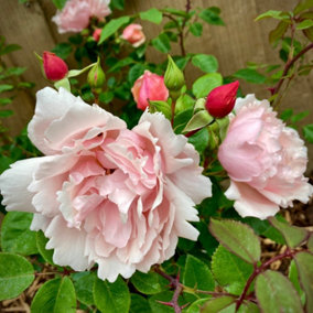 YouGarden Climbing Rose 'Albertine' 3L Pot