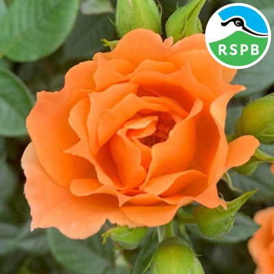 YouGarden Climbing Rose 'Bridge of Sighs', Established Plant in 3-4 Litre Pot, Ready to Plant Climbing Rose, Bright Orange Peach F