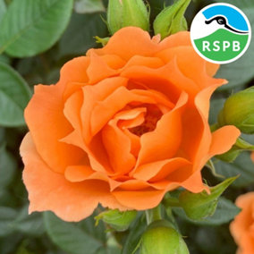 YouGarden Climbing Rose 'Bridge of Sighs', Established Plant in 3-4 Litre Pot, Ready to Plant Climbing Rose, Bright Orange Peach F