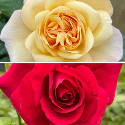 YouGarden Climbing Rose Collection, 2 x 4.5 Litre Pots, Vibrant ...