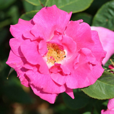 YouGarden Climbing Rose Collection, Three Varieties of Professional ...