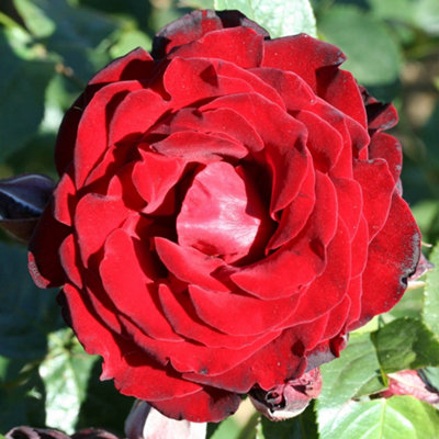 YouGarden Climbing Rose Collection, Three Varieties of Professional ...