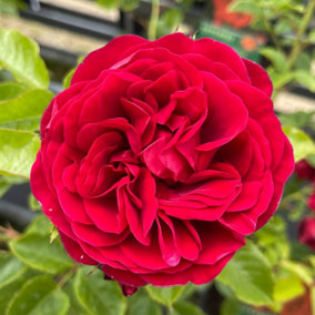 YouGarden Climbing Rose 'Cumberland' 3L Pot