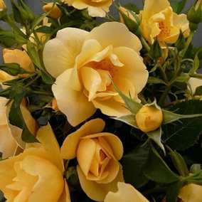 YouGarden Climbing Rose 'Gardener's Gold' 3L Pot
