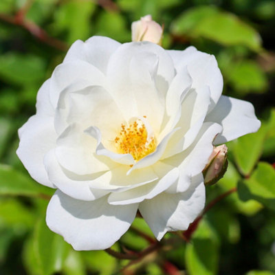 YouGarden Climbing Rose 'Iceberg', Set of Two Bare Root Roses, Ready to ...