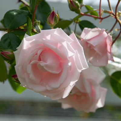 YouGarden Climbing Rose New Dawn ™ 3L Pot