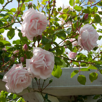 YouGarden Climbing Rose New Dawn ™ 3L Pot