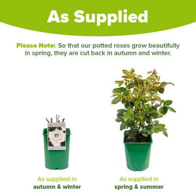 YouGarden Climbing Rose New Dawn ™ 3L Pot