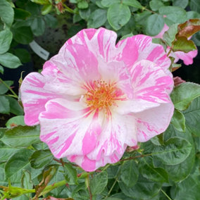 YouGarden Climbing Rose 'Patricia Boe', Potted Rose in 3-4L Pot, Ready to Plant for Summer to Autumn Flowers
