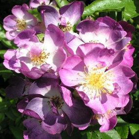 YouGarden Climbing Rose 'Veilchenblau' 3 Litre Pot