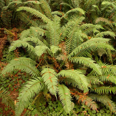 YouGarden Colourful Hardy Fern Collection, Three RHS Award Winners ...