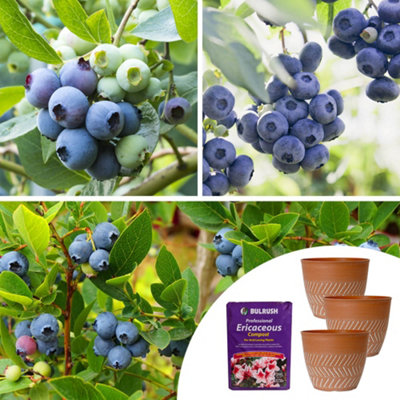 YouGarden Complete Blueberry Collection with Three Plants in 9cm