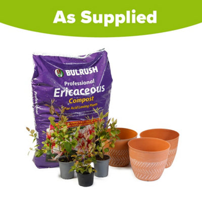 YouGarden Complete Blueberry Collection with Three Plants in 9cm