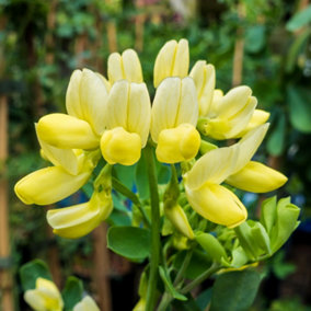 YouGarden Coronilla 'Citrina', Set of Three Established Plants in 9cm Pots, Ready to Plant