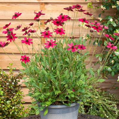 YouGarden Cosmos 'Cherry Chocolate', Set of Six Plug Plants, Ready