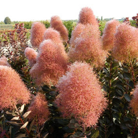 YouGarden Cotinus Magical Torch Set of Three Established Plants in 9cm Pots