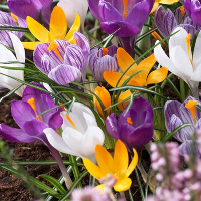 YouGarden Crocus Species Mixed, Pack of 30 Bulbs, Spring Flowering ...