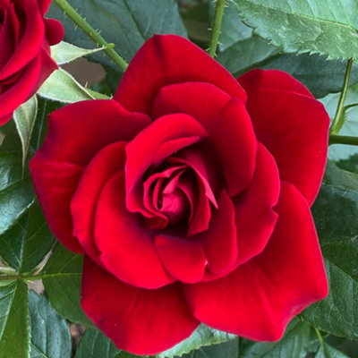 YouGarden David's Rose, Established Plant in 3L Pot, Ready to Plant for ...