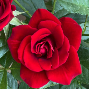 YouGarden David's Rose, Established Plant in 3L Pot, Ready to Plant for Pots, Beds, and Borders